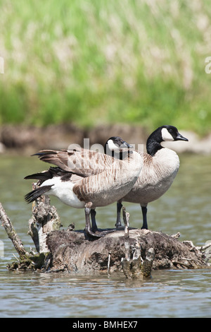 La Bernache du Canada - Branta canadensis Banque D'Images