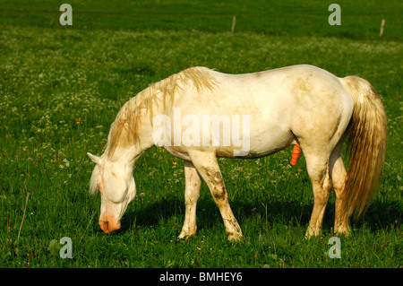 Étalon hanovrien, cheval gris, sur l'Alpage Banque D'Images