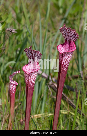 Parées de blanc carnivore Sarracénie forme hybride rouge avec l'influence des autres espèces Sarracenia leucophylla Alabama USA Banque D'Images