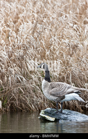 Canada goose debout sur le rocher Banque D'Images