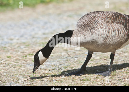 Bernache du Canada - Branta canadensis Banque D'Images