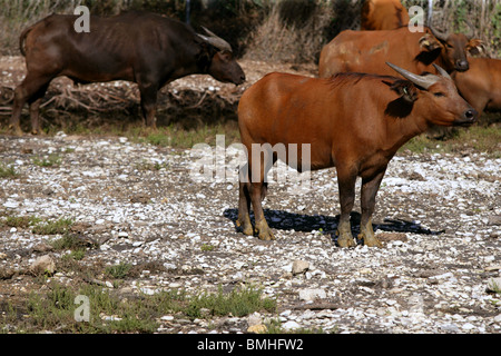 Brown taureaux africains debout Banque D'Images