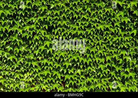 Lierre de Boston. Banque D'Images