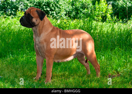 De graves chien sur fond d'herbe Banque D'Images