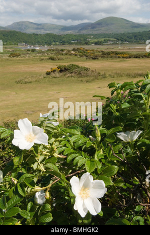 Roses sauvages dans les dunes de sable à Llandanwg, Gwynedd North Wales UK. Parc national de Snowdonia à distance. HOMER SYKES Banque D'Images