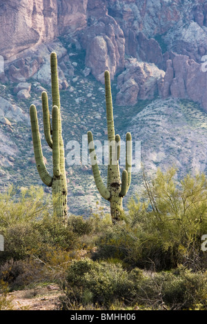 Cactus Saguaro à Superstition Mountains, près de Apache Junction, Arizona. Banque D'Images