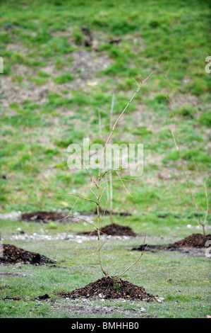 Les petits arbres plantés dans la région de East Brighton park une partie de l'arbres pour le projet Villes Banque D'Images