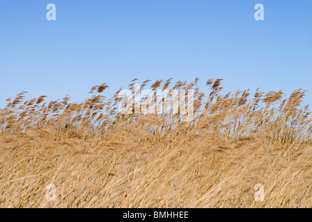 Roseaux (Phragmites australis). Hickling vaste réserve naturelle nationale. Avril. Banque D'Images