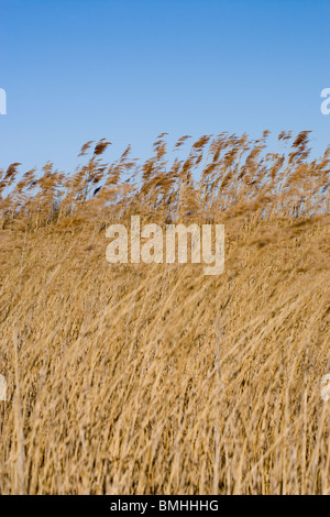 Roseaux (Phragmites australis). Hickling vaste réserve naturelle nationale. Avril. Banque D'Images