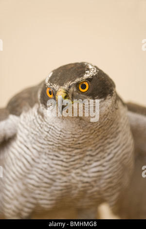 L'Autour des palombes (Accipiter gentilis). Femelle adulte, lambrequins. Banque D'Images