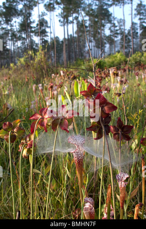 Parées de blanc carnivore Sarracenia leucophylla Sarracénies & tête couverte de fleurs anciennes avec Spider web New York USA Banque D'Images