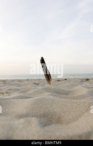 Coller des plumes dans le sable sur une plage, sur la mer Baltique, Lübeck, Schleswig-Holstein, Allemagne, Europe Banque D'Images