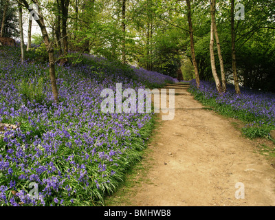 Un chemin qui monte à travers un bois bluebell Banque D'Images