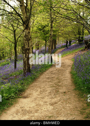 Un chemin vers le haut à travers un bois bluebell Banque D'Images