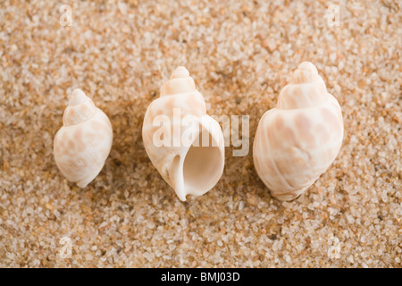 Trois coquillages sur le sable Banque D'Images