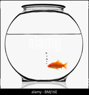 Goldfish in bowl Banque D'Images