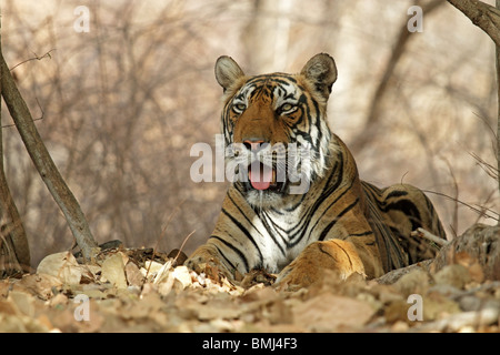 Portrait du tigre. Photo prise dans le Parc National de Ranthambhore, Inde Banque D'Images