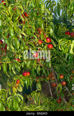 Arbre généalogique sur Nectarines mûres Banque D'Images