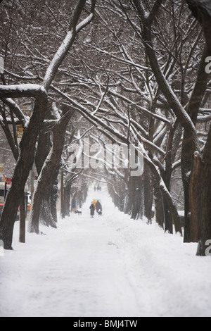 Chemin bordé d'arbres couverts de neige Banque D'Images