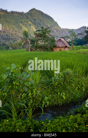 Dans les rizières de Bali, Indonésie, l'aube arrive et le travail commence. Le village de Sideman est l'un des plus pittoresque. Banque D'Images