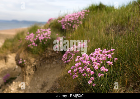 Armeria maritima pink sea thrift culture des fleurs sur une falaise Banque D'Images