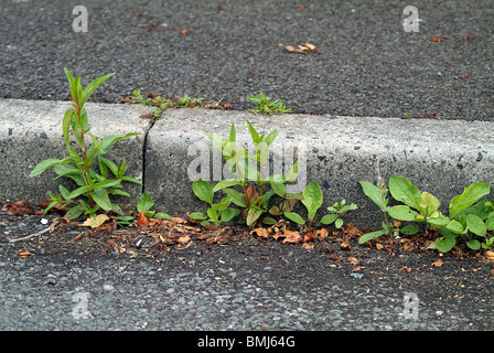 Les mauvaises herbes qui poussent en bordure de route Banque D'Images