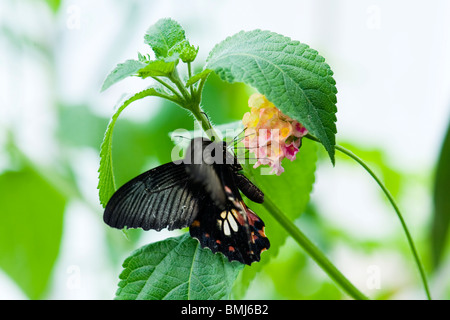 Golders Hill Park , buterfly Papilio Rumanzovia ou Mormon écarlate , Asie du Sud natale , perché sur fleur Banque D'Images