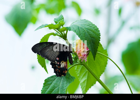 Golders Hill Park , buterfly Papilio Rumanzovia ou Mormon écarlate , Asie du Sud natale , perché sur fleur Banque D'Images