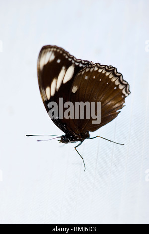 Golders Hill Park , papillon Papilio Polytes ou Mormon commun forme adulte , cyrus , Asie , indigènes perché sur fond blanc Banque D'Images