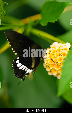 Golders Hill Park , papillon Papilio Polytes ou Mormon commun forme adulte , cyrus , Asie , indigènes perché sur fleur jaune Banque D'Images