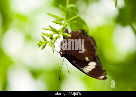 Golders Hill Park , papillon Papilio Polytes ou Mormon commun forme adulte , cyrus , Asie , indigènes perché sur leaf Banque D'Images