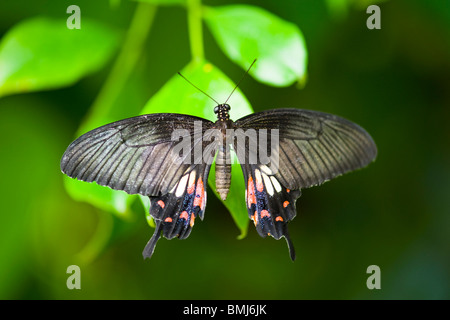 Golders Hill Park , papillon Papilio Polytes ou Mormon commun , forme femelle stichius , Asie , indigènes au soleil sur leaf Banque D'Images