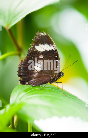 Golders Hill Park , papillon Papilio Polytes ou Mormon commun forme adulte , cyrus , Asie , indigènes perché sur leaf Banque D'Images