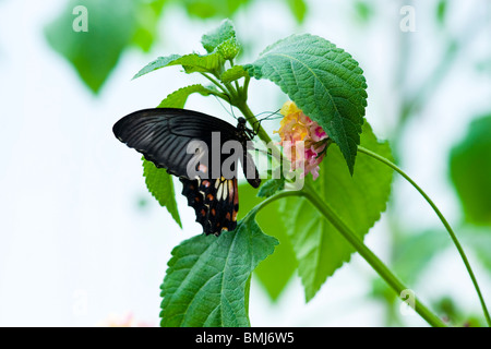 Golders Hill Park , papillon Papilio Rumanzovia ou Mormon écarlate , Asie du Sud natale , perché sur fleur Banque D'Images