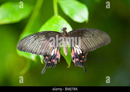 Golders Hill Park , papillon Papilio Polytes ou Mormon commun , forme femelle stichius , Asie , indigènes au soleil sur leaf Banque D'Images