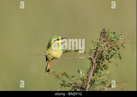 Peu de juvéniles, guêpier Merops pusillus, Masai Mara National Reserve, Kenya Banque D'Images