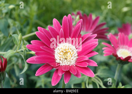 'Gerbera Gerbera Everlast Carmine' Hardy avec de grands espaces verts comme les feuilles de pissenlit. Appuyer de grandes tiges robustes de type marguerite rouge plante vivace Banque D'Images