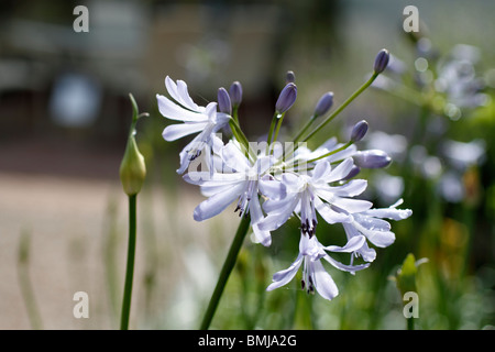 Agapanthus 'rationaliser' (African lily 'rationaliser') 'rationaliser' est une petite plante vivace semi-sempervirente avec des touffes de strap-like, mi-feuilles vert et ouvert, mi-fleur bleue chefs supportés sur de fortes tiges en été au début de l'automne. Banque D'Images