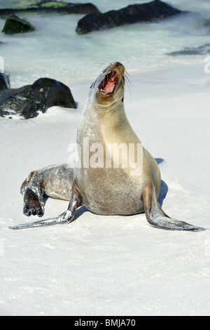 Sea Lion taureau bouche bée au bord de l'eau Banque D'Images