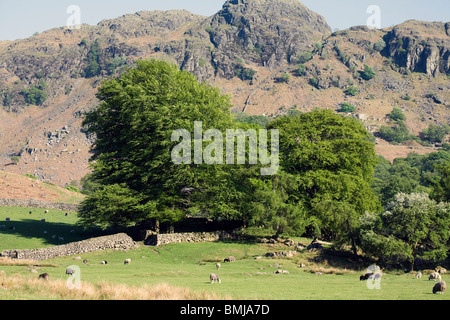 Feuille de chêne Arbres en porte sous Falaise Printemps Cumbria England Eskdale Banque D'Images