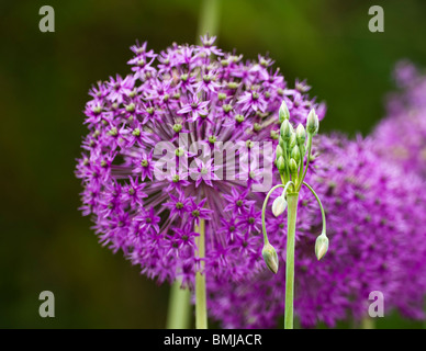 L'allium bulgaricum subsp. Nectaroscordum siculum en bouton avec Allium hollandicum, 'Purple Sensation' Banque D'Images