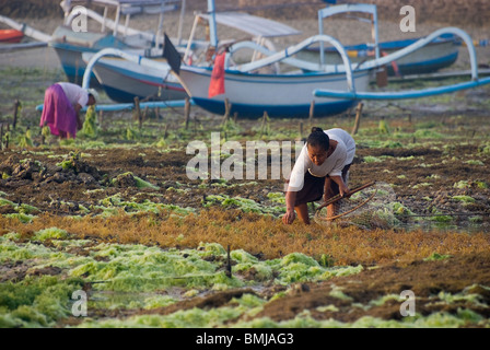 Tôt le matin, lorsque la marée est basse phycocultrices viennent à la plage pour faire la récolte. Vu sur Nusa Lembongan, à Bali. Banque D'Images