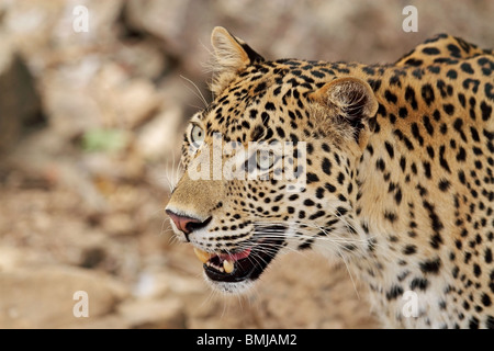 Leopard portrait. Photo prise dans le parc national de Ranthambhore, Inde Banque D'Images