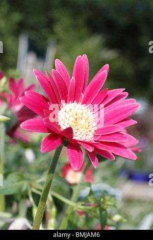 'Gerbera Gerbera Everlast Carmine' Hardy avec de grands espaces verts comme les feuilles de pissenlit. Appuyer de grandes tiges robustes de type marguerite rouge plante vivace Banque D'Images