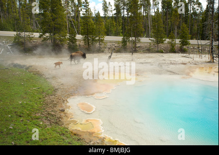 Un Bison, ou American Buffalo, avec un veau près de promenades par un geyser dans le Parc National de Yellowstone. Wyoming, USA Banque D'Images