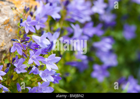 Campanula portenschlagiana, Mur ou Adria Bellflower, poussant sur un mur de pierre au printemps Banque D'Images