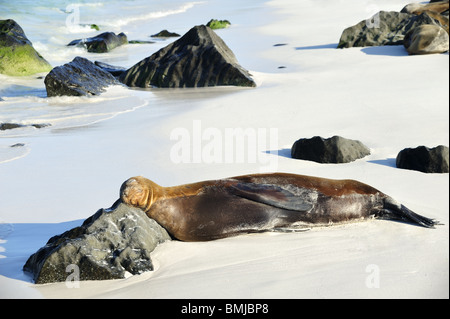 Lion de mer Bull somnoler sur plage avec rock comme oreiller Banque D'Images