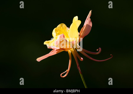 Aquilegia rose et jaune pâle, l'ancolie, en fleurs à la fin du printemps Banque D'Images