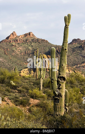 Cactus Saguaro à Superstition Mountains, près de Apache Junction, Arizona. Banque D'Images