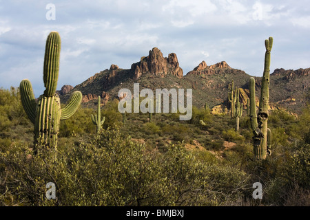 Cactus Saguaro à Superstition Mountains, près de Apache Junction, Arizona. Banque D'Images